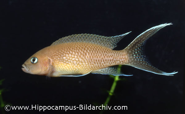 Neolamprologus marunguensis adult