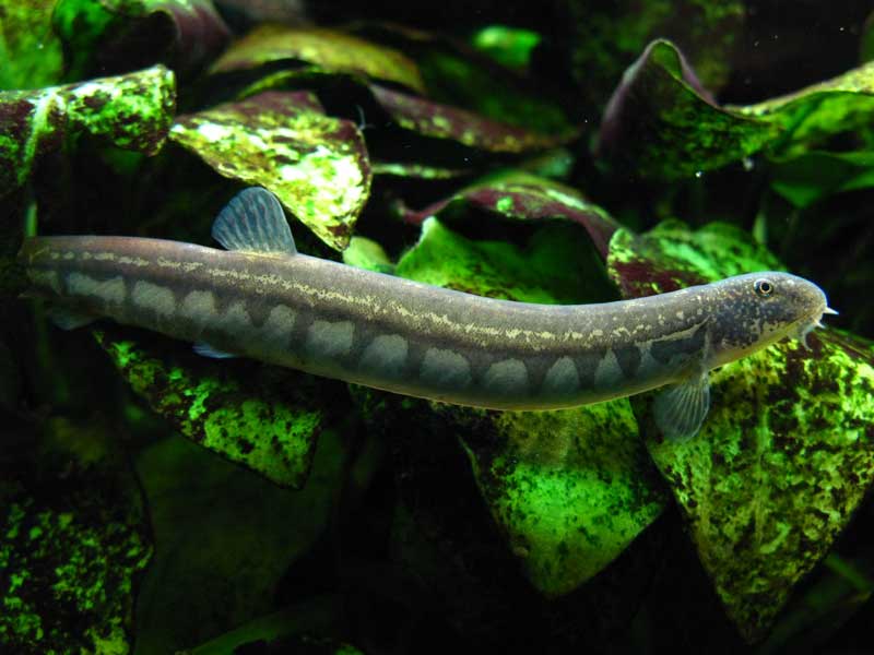 Niwaella delicata 5