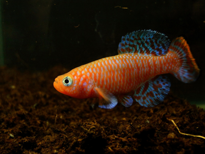 Adult male specimen of commercial aquarium strain.