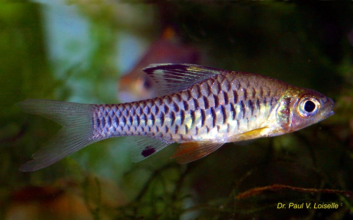 Male of Oreicthys cosuatis. Note the red ventral fins, given by Hamilton as a defining characteristic of the species in his original description.