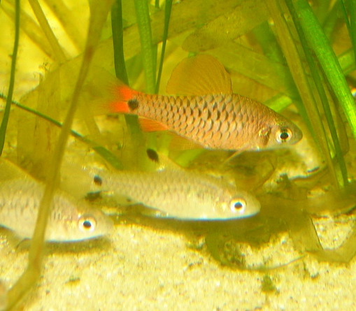 Male of Oreichthys sp. 'Myanmar redfin 2' with females.