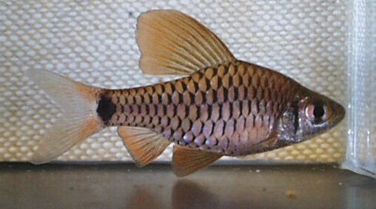Adult male of Oreichthys sp. 'Myanmar redfin 2'.