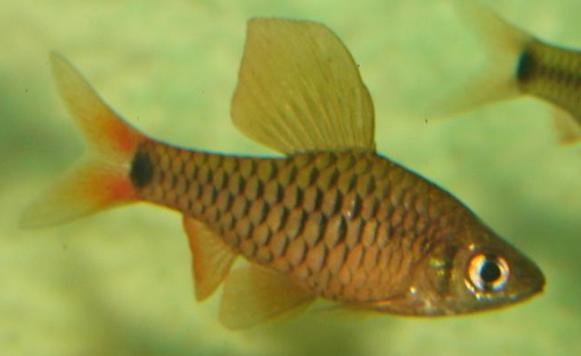 Adult male of Oreichthys sp. 'Myanmar redfin 2'.