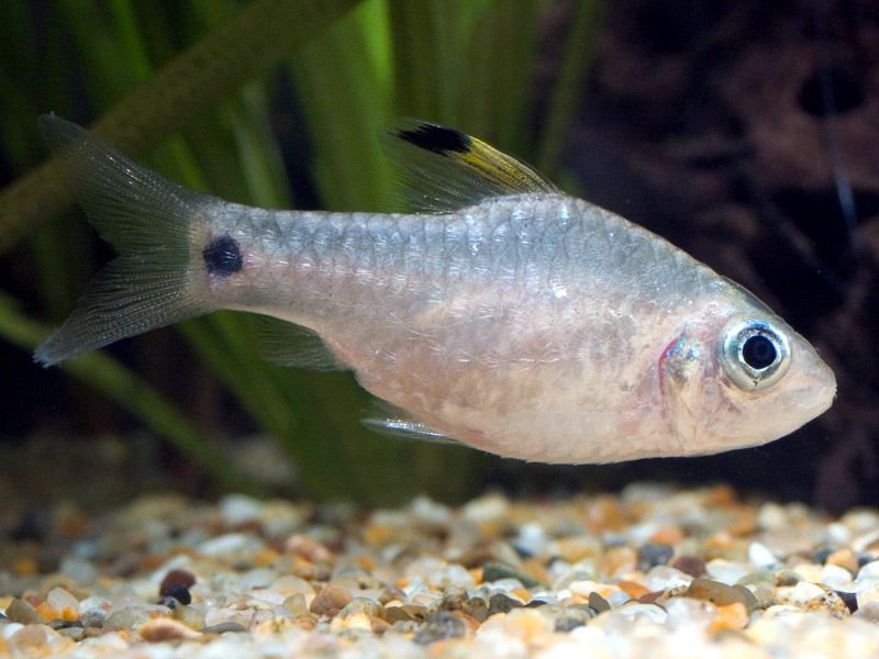 Adult female specimen.