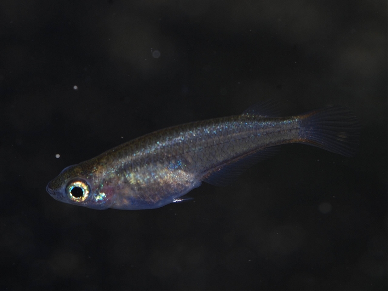 ...this image was taken exactly 46 days post-hatching with the juvenile fish measuring approximately 18 mm TL.