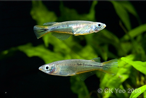 Adult pair; male top.