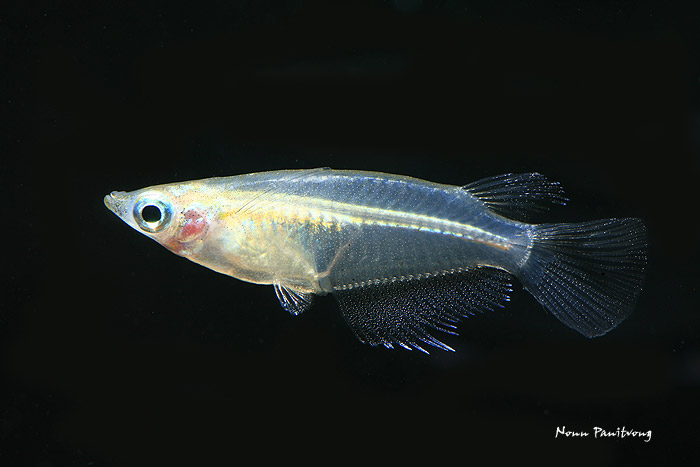 Adult male, Thai form.