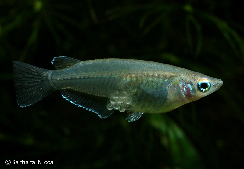 Adult female carrying eggs.