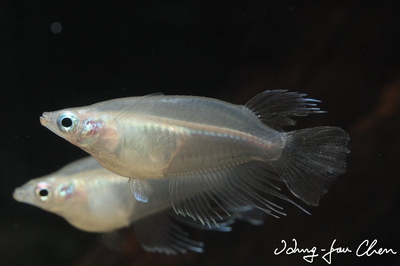 Mature male specimen.