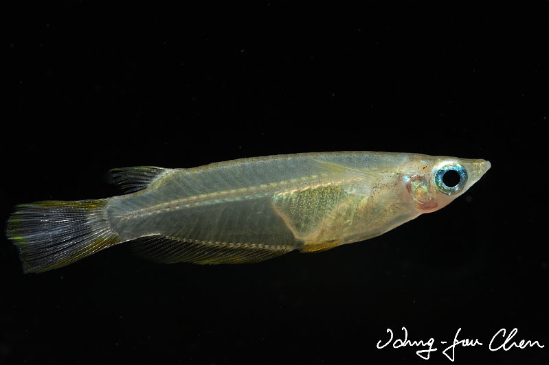 Another male...