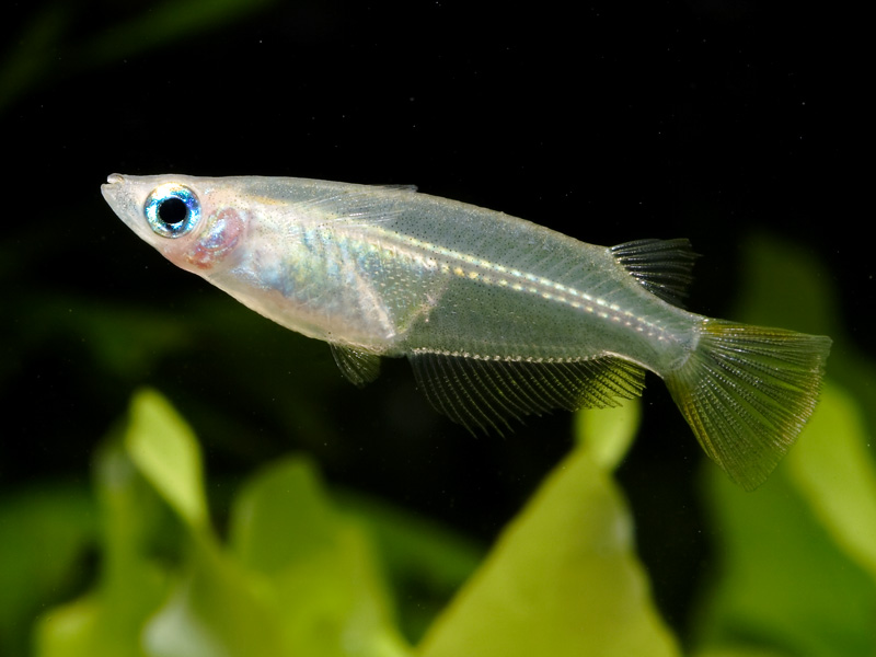Male specimen collected in Singapore.