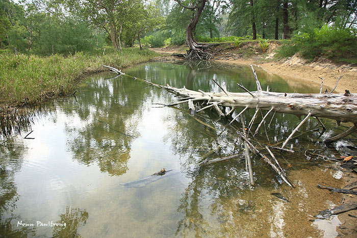 Brackish, coastal habitat in southern Thailand.
