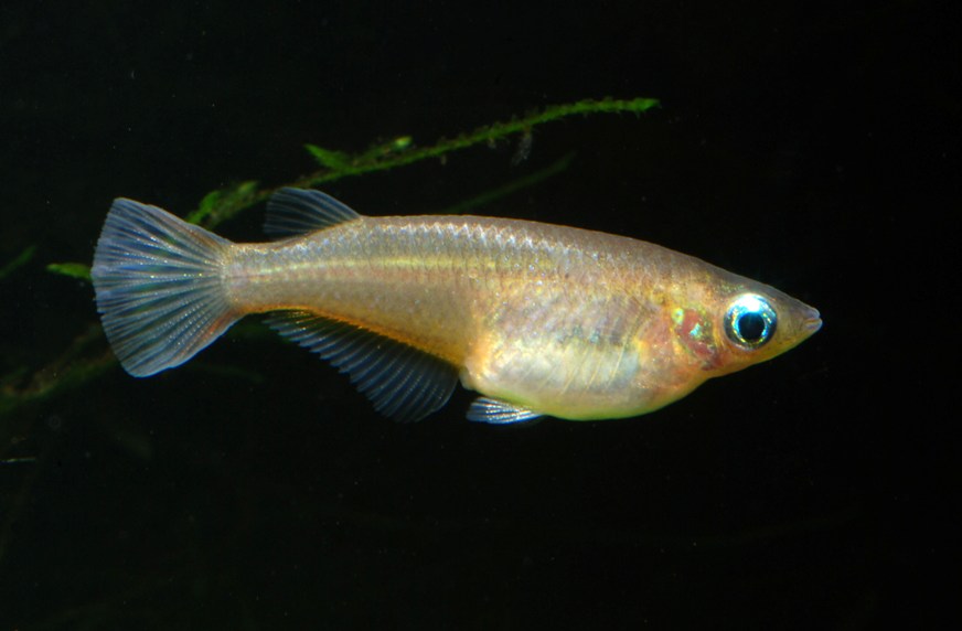 Adult female.