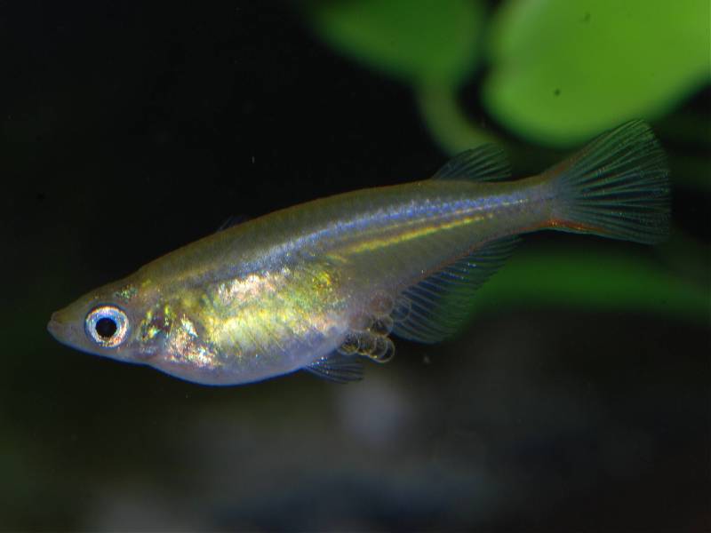 Adult female carrying a cluster of fertilised eggs.