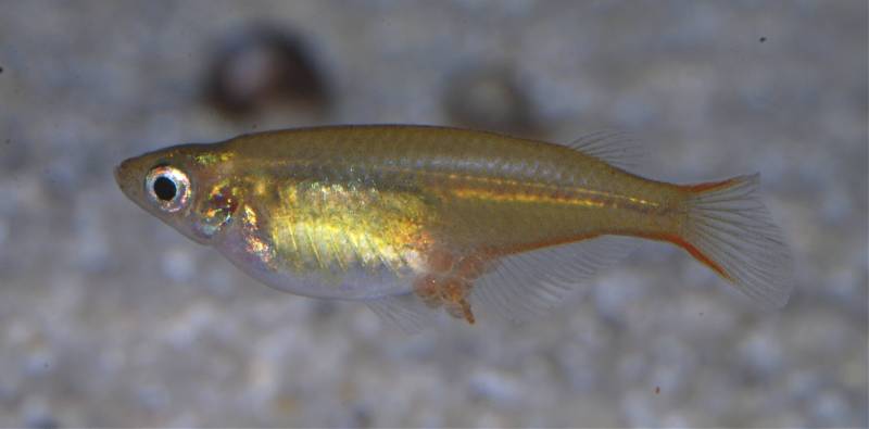 ...the same specimen post-spawning.