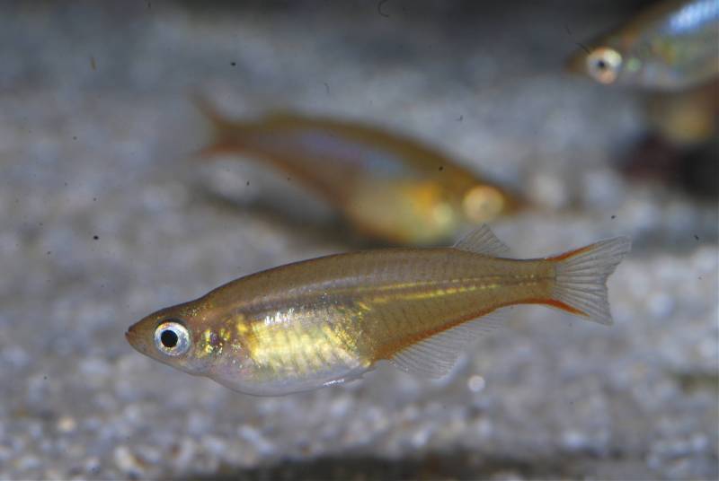 Gravid adult female and...