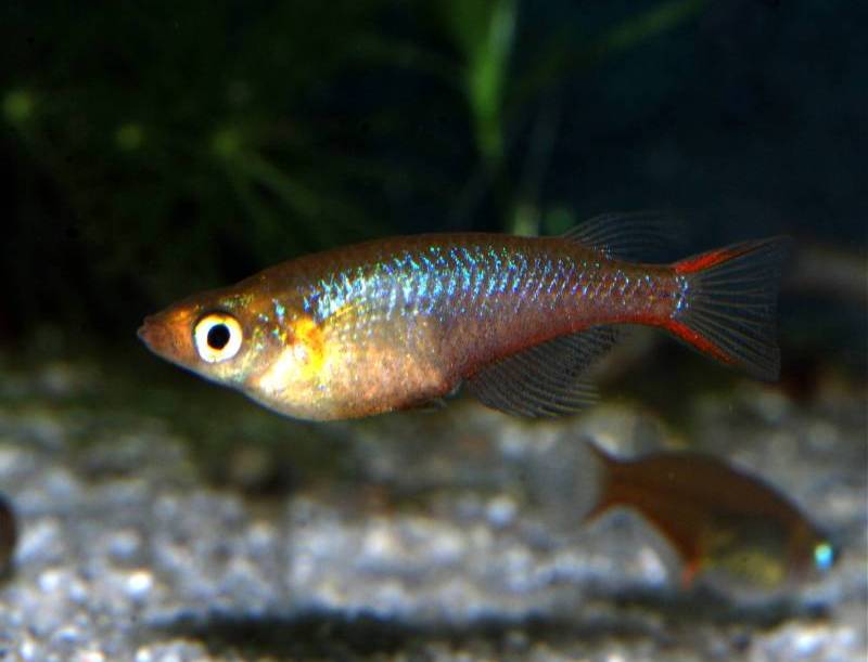 Adult male.