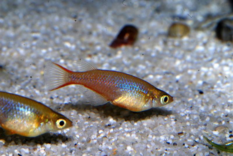 One difference compared with O. woworae is the presence of reddish-golden colouration in the rear portion of the body.