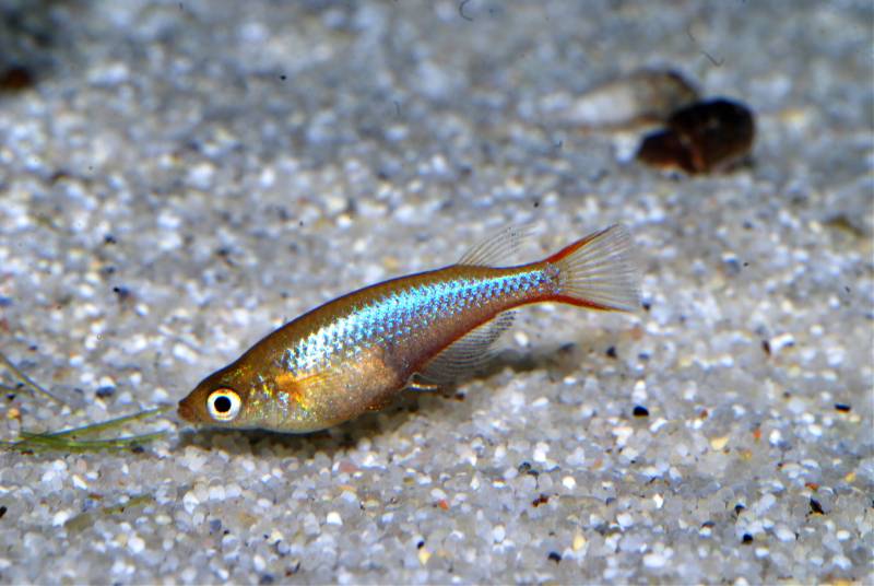 The blue pigmentation on the flanks is also more reflective in O. wolasi.