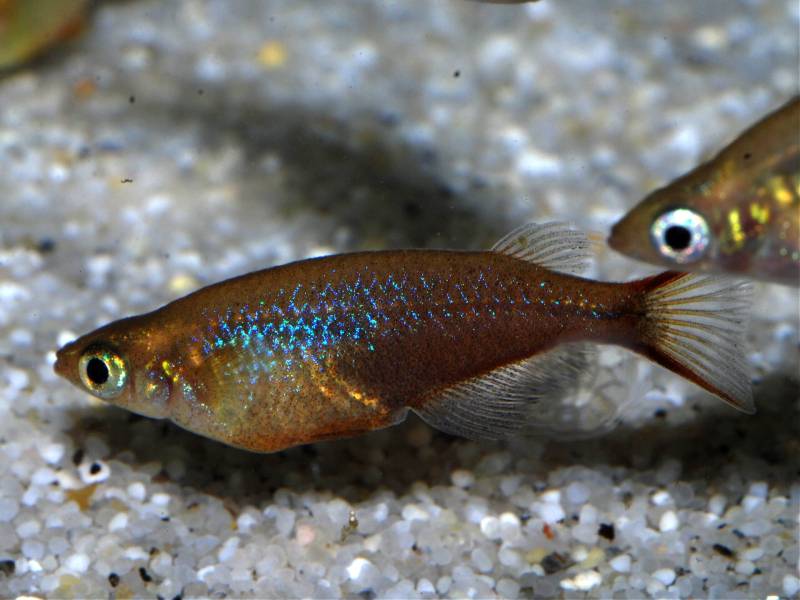 Courting males darken considerably and take on an overall purplish hue.