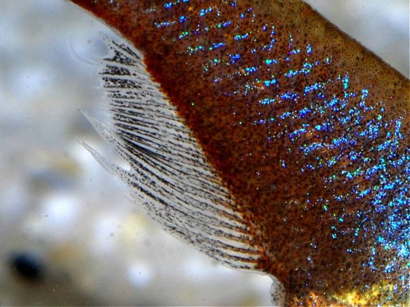 Rear portion of male body detailing presence of red-gold pigmentation and melanophores in anal-fin which darken when the fish are courting.