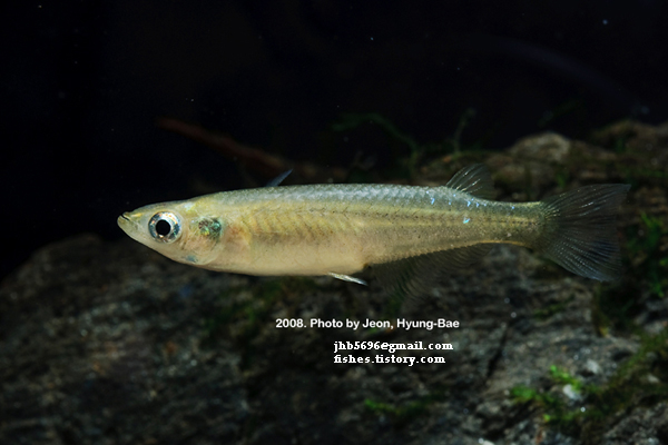 Wild form of the species from South korea.