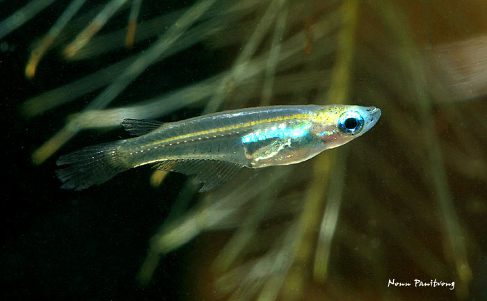 Male specimen.