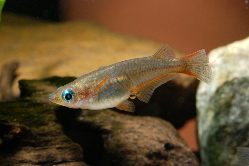 Wild-collected female.