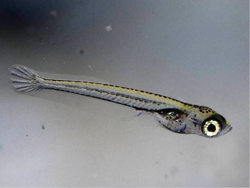 Free-swimming fry at around 3 mm in length.