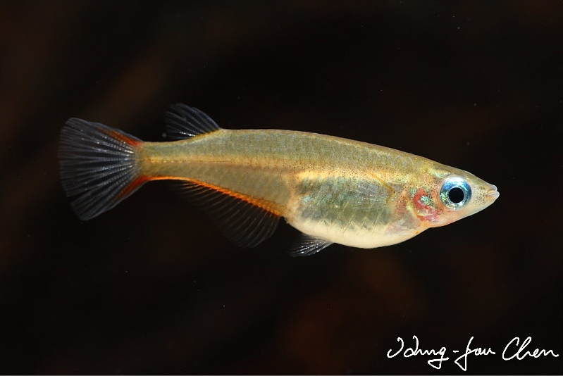 Gravid female.