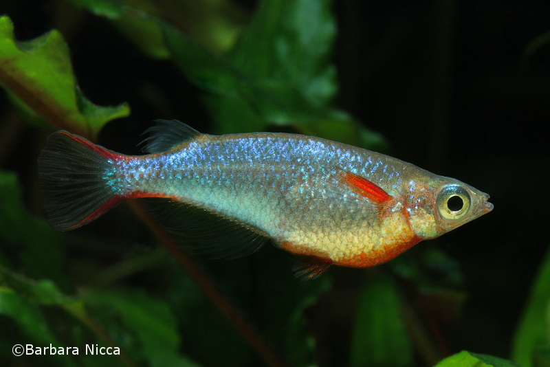 Adult male specimen.