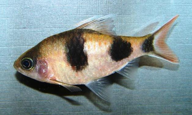 Another subadult from Karnataka.