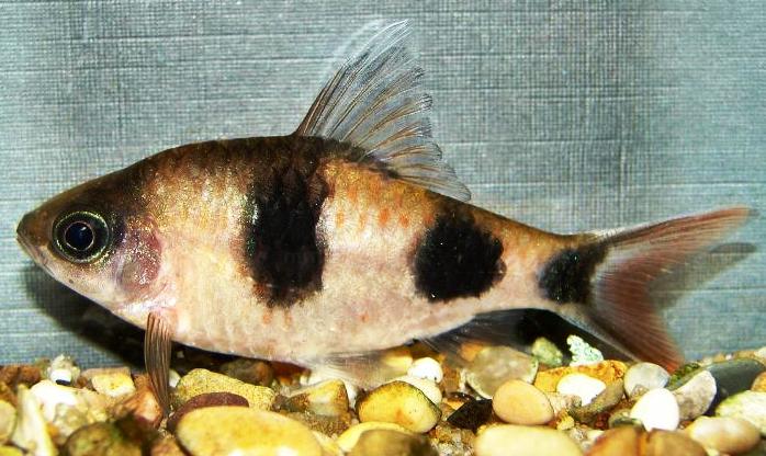 Subadult collected in Karnataka state, southern India.