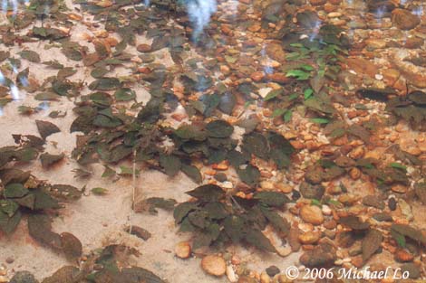 A closer look at the habitat with growths of Cryptocoryne striolata.