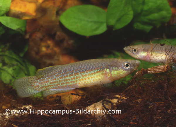 Adult male; aquarium strain.