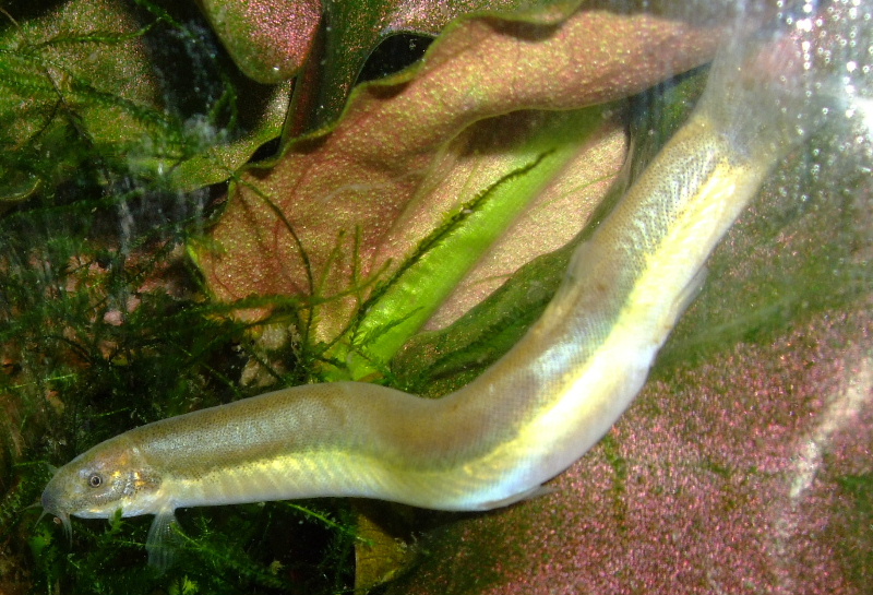 This fish appears to be a member of the P. oblonga species group...