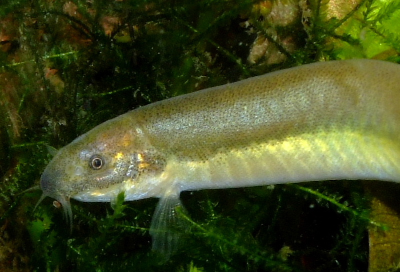This form exhibits pale pigmentation below the lateral line...