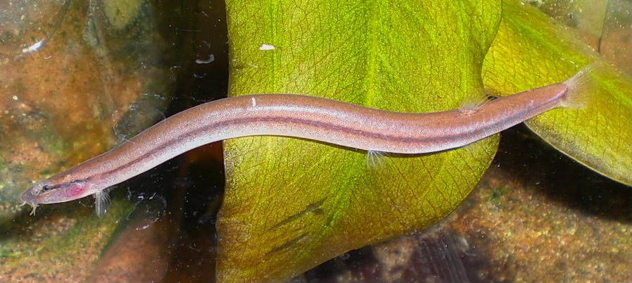 ...from which it's most easily distinguished by the presence of a dark lateral stripe.
