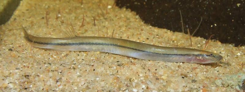 This undescribed species is usually imported among shipments of P. anguillaris...