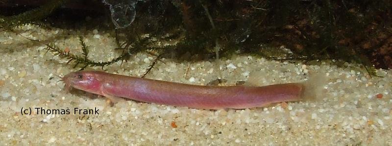 Juvenile specimen.