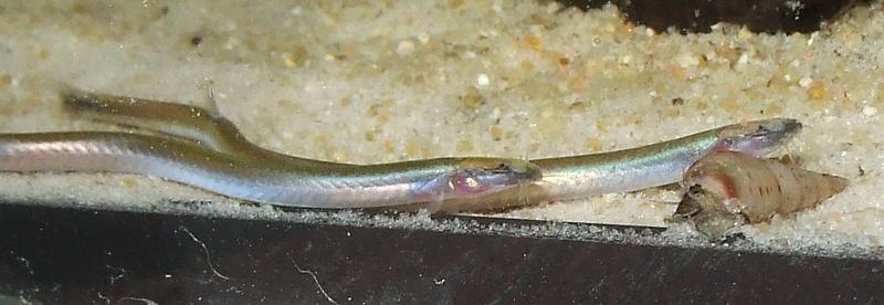 This species can be told apart from the similar P. anguillaris by its nasal barbels.
