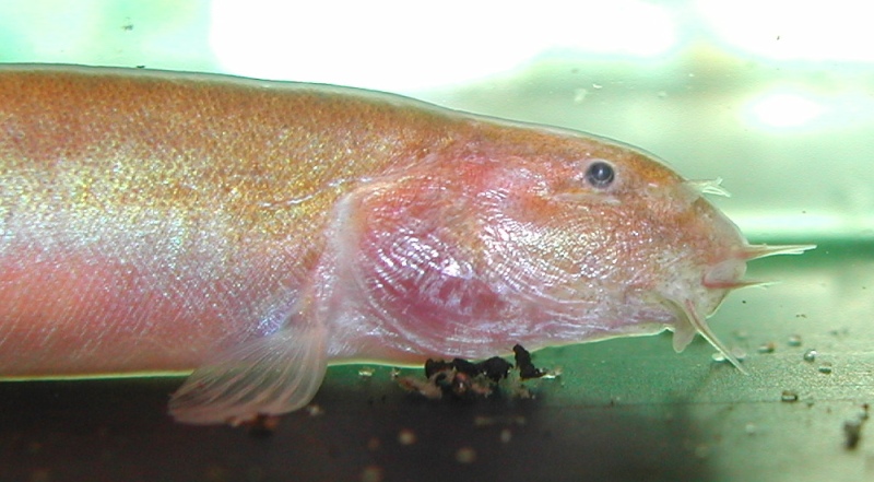 Head detail with nasal barbels clearly visible.