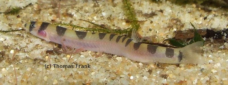 ...and emarginate caudal fin.