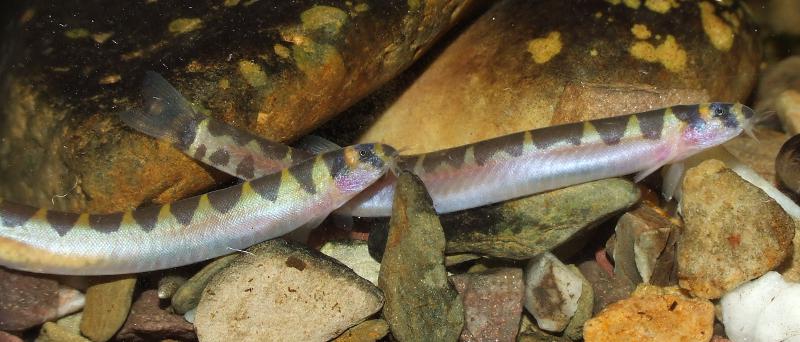 Female specimens with eggs visible as a greenish mass within the body.