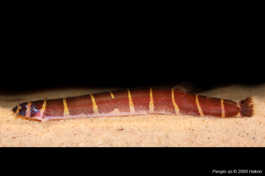 This species has a distinctive body pattern consisting of 8-11 very broad, dark, quadrangular bars.