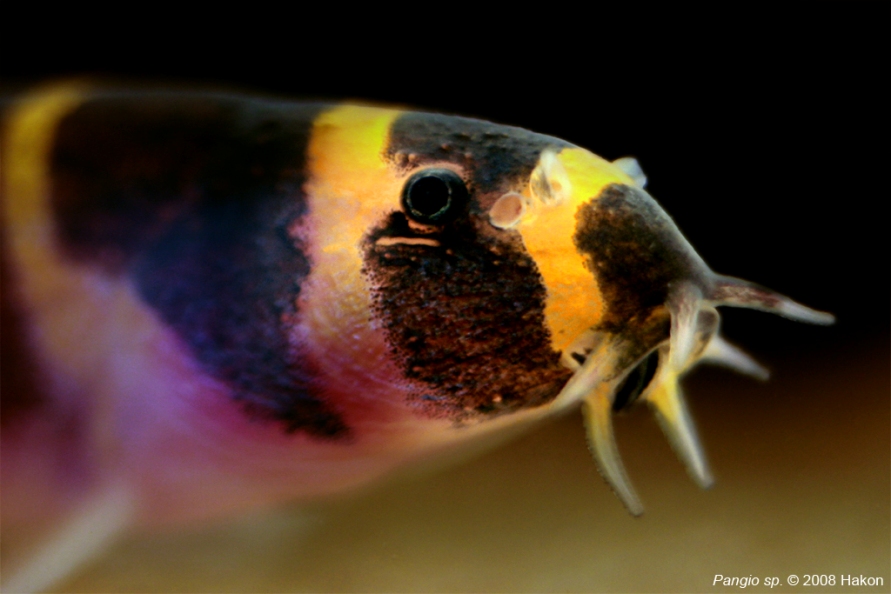 Head detail.