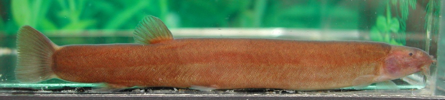Brown specimen imported alongside the pink fish in the previous image.