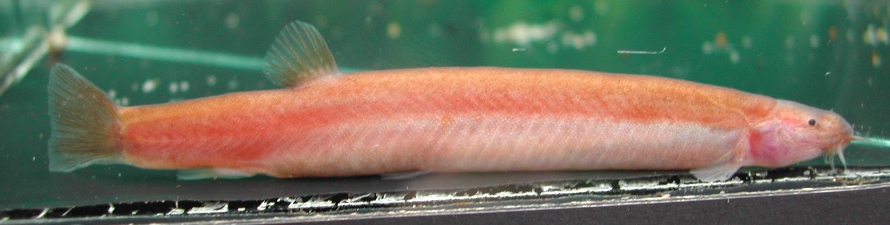 Pink form of what appears to be P. oblonga.