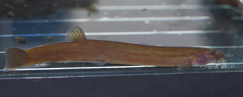 Specimen from the U. K. aquarium trade.