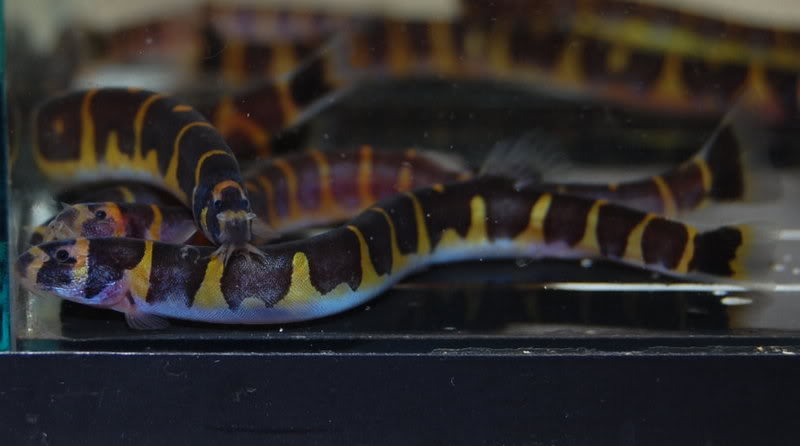 In some specimens the dark body bars have a more uniform width.